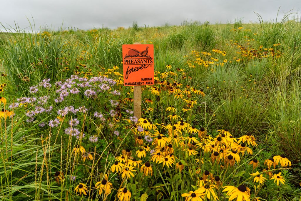 Wildflowers in grass