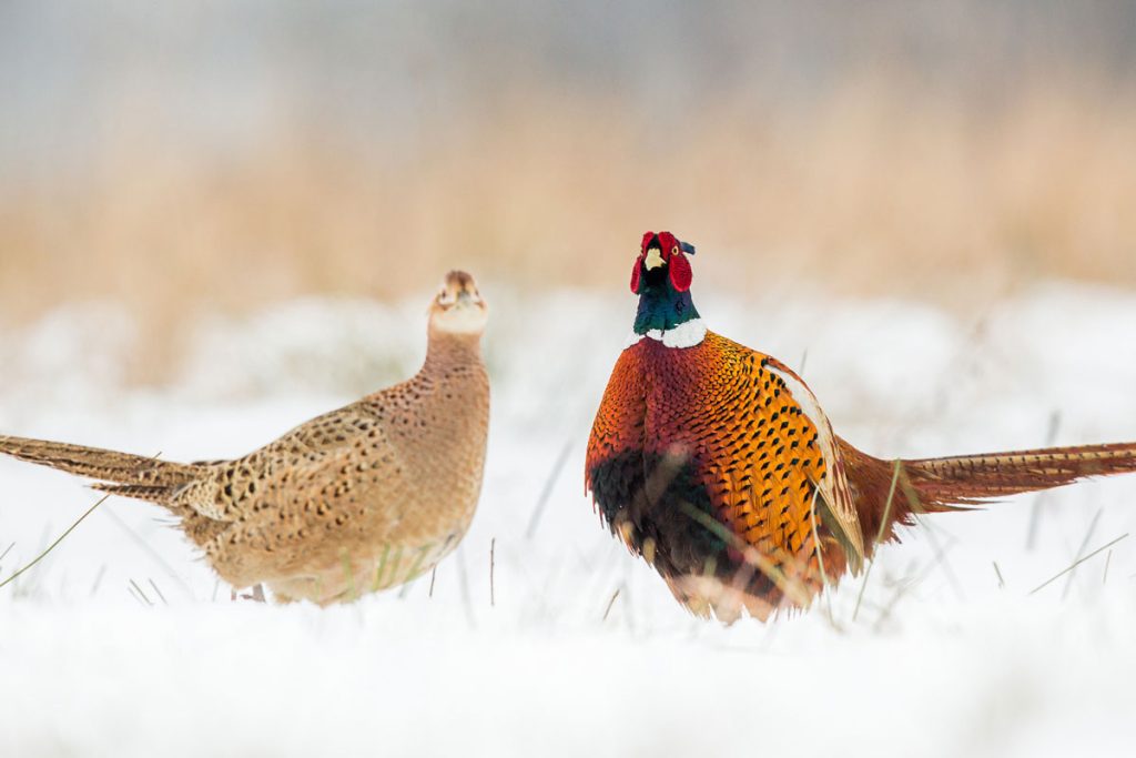 Two Pheasants in the snow