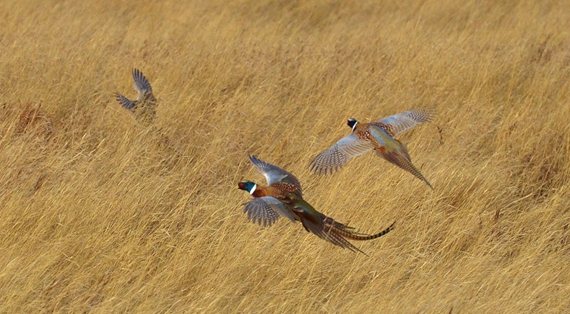 Flying Pheasants